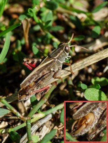 Réf. 198 955 : Calliptamus barbarus barbarus